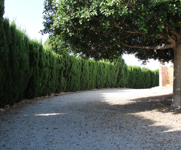 Camino de acceso entre árboles