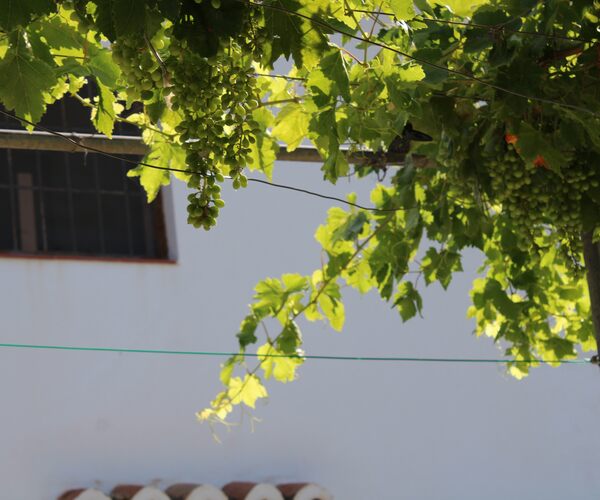 Detalle del patio bajo la parra